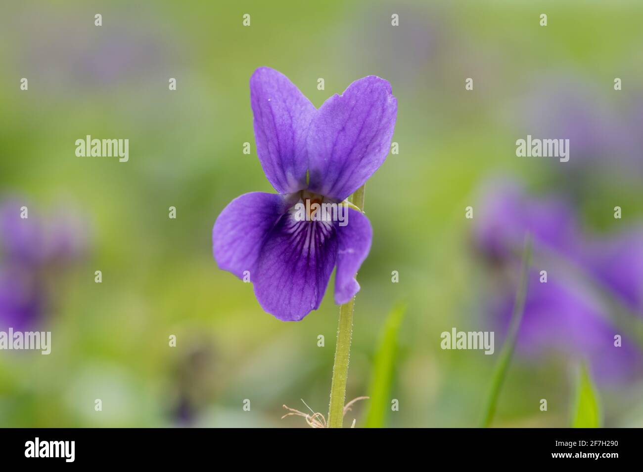 Macro shot of an English violet (viola odorata) flower in bloom Stock Photo