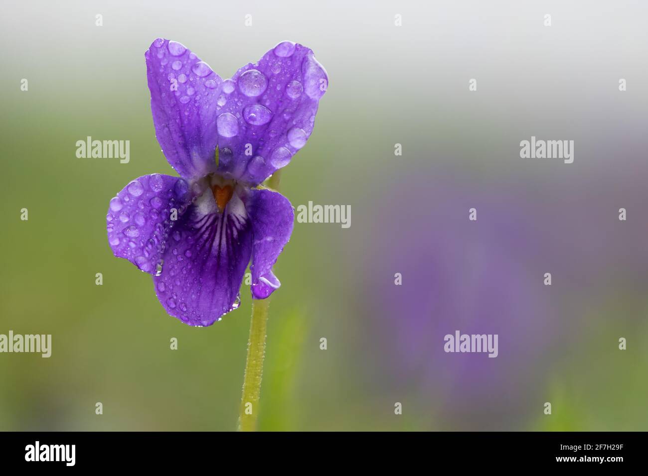 Macro shot of an English violet (viola odorata) flower covered in dew droplets Stock Photo