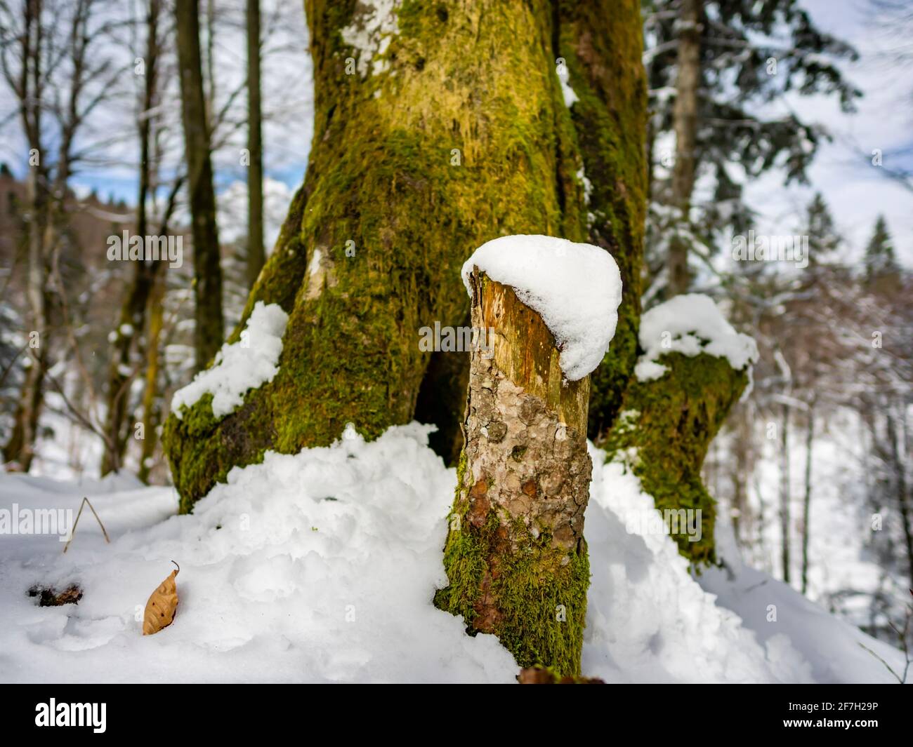 Late Winter in forest detail patch of snow on low cut tree trunk Stock Photo