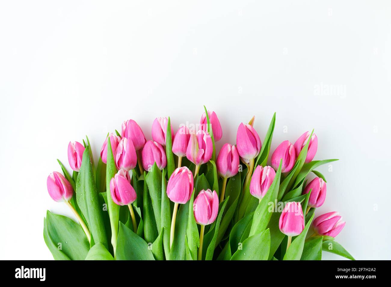 spring flat lay with tulips isolated on white background Stock Photo ...