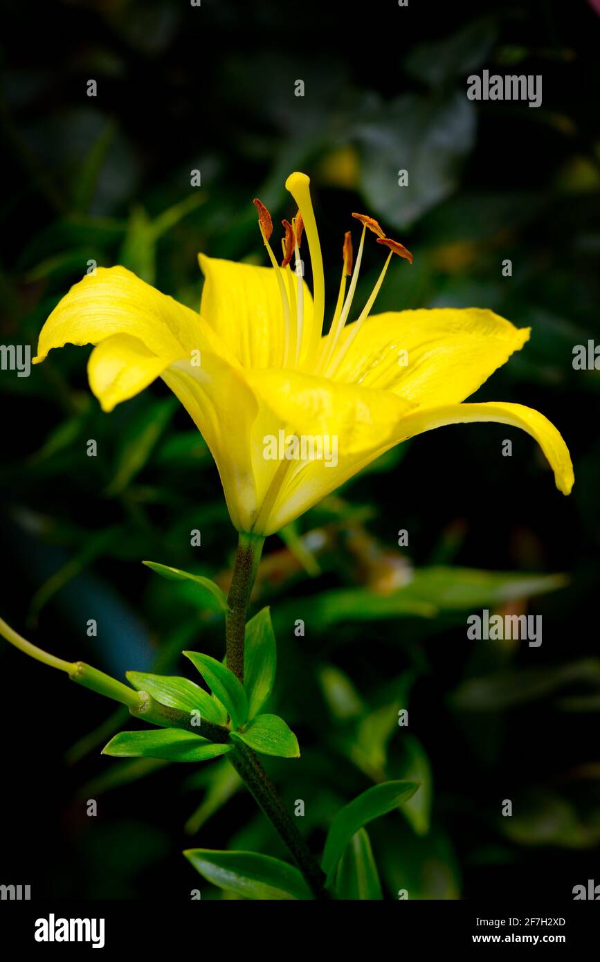 Superb lilly hi-res stock photography and images - Alamy