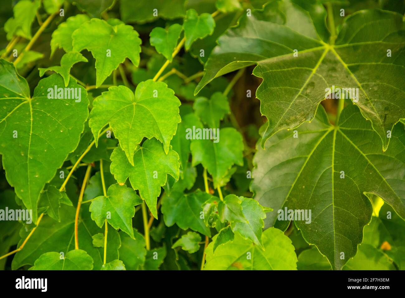Many leafs of ivy cover wall, natural background Stock Photo