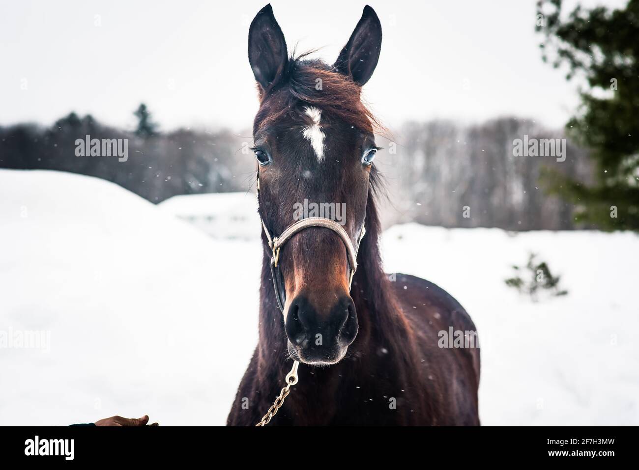 Bay Standardbred Horse Stock Photo Alamy