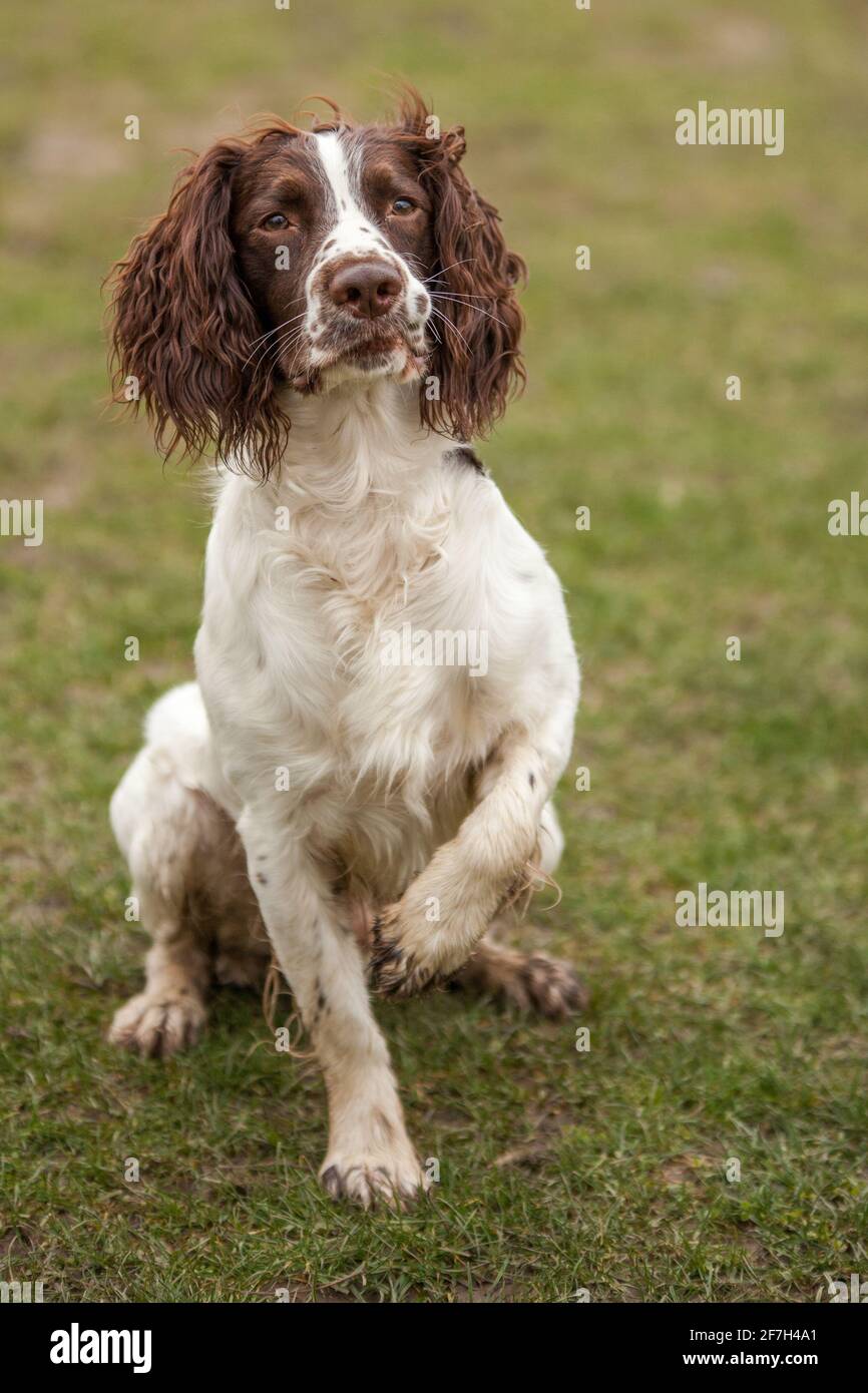 cocker spaniel with pheasant Stock Photo