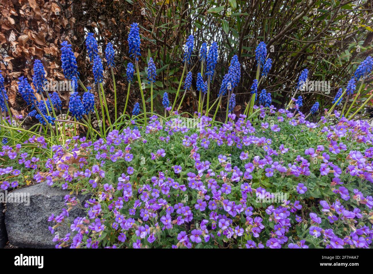 A raised flower bed with violet aubretia tumbling forward and blue spikes of grape hyacinth behind seem in spring (April) in a garden in The UK. Stock Photo