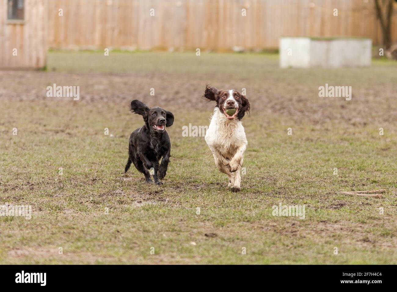 cocker spaniel with pheasant Stock Photo