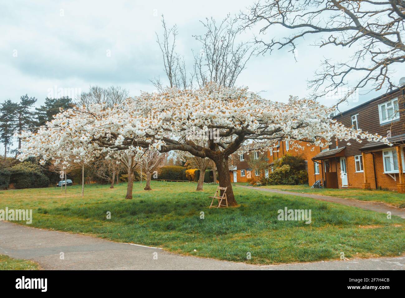 A flowering cherry tree growing in a communal space. Stock Photo