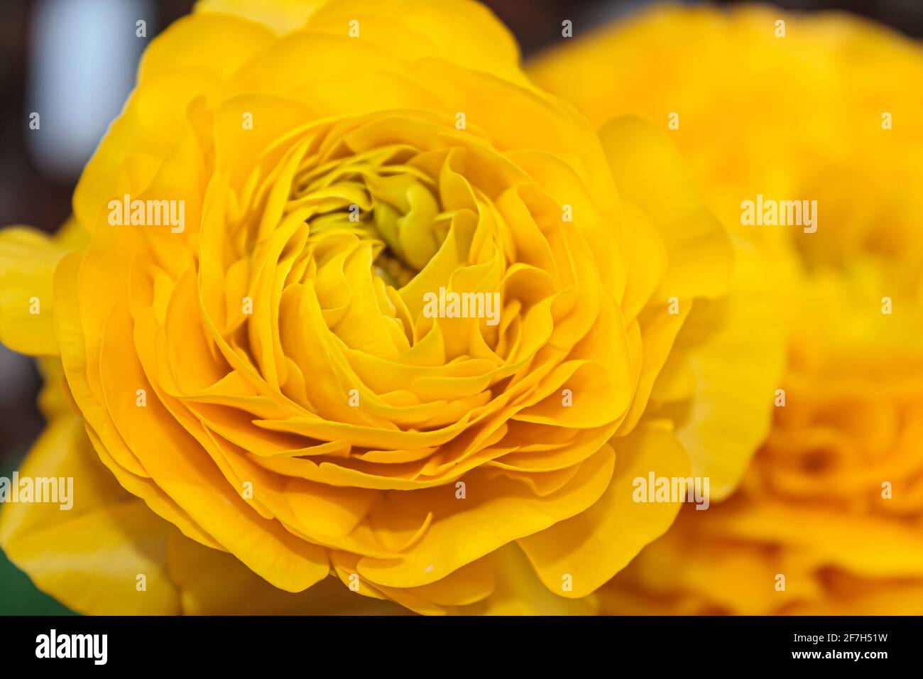 Yellow peony flower closeup view Stock Photo