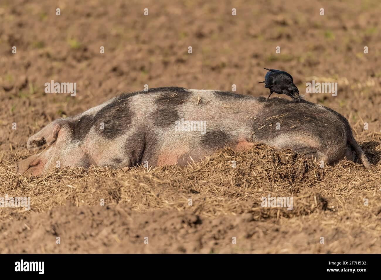 A Crow plucking hair from a sleeping Pig’s back to line its nest. Stock Photo