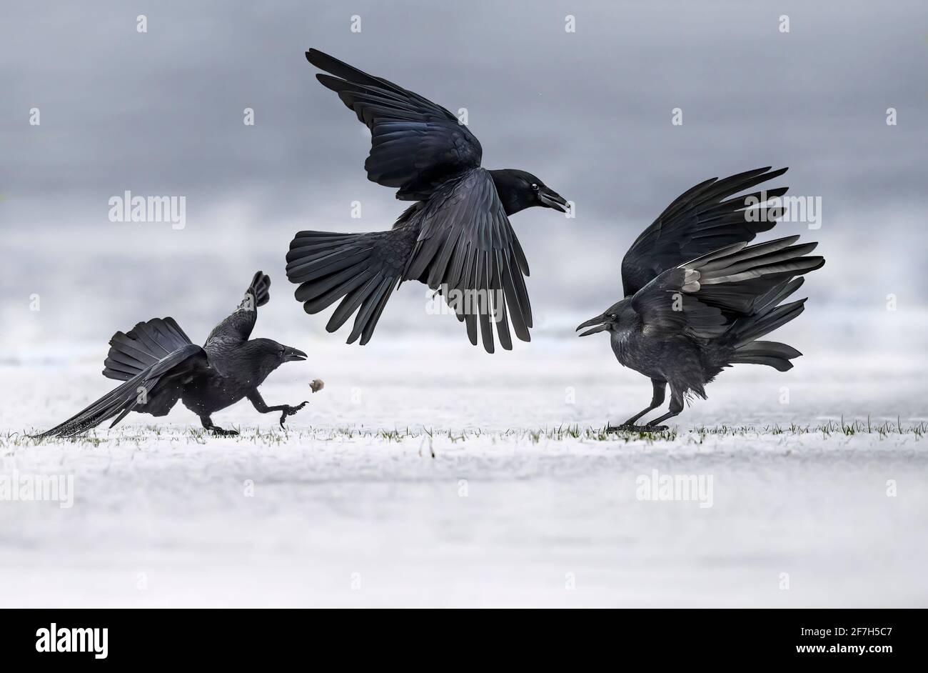 Crows, close up, on snow, in the winter in Scotland Stock Photo
