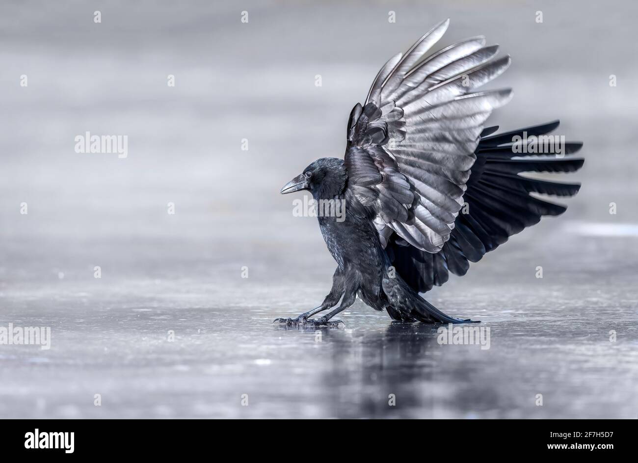 Crow, close up, landing on ice, in winter, in Scotland Stock Photo