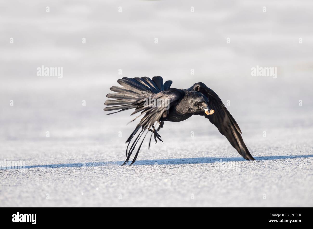 Crow, close up, flying low, across ice with a beak full of bread, in winter in Scotland Stock Photo