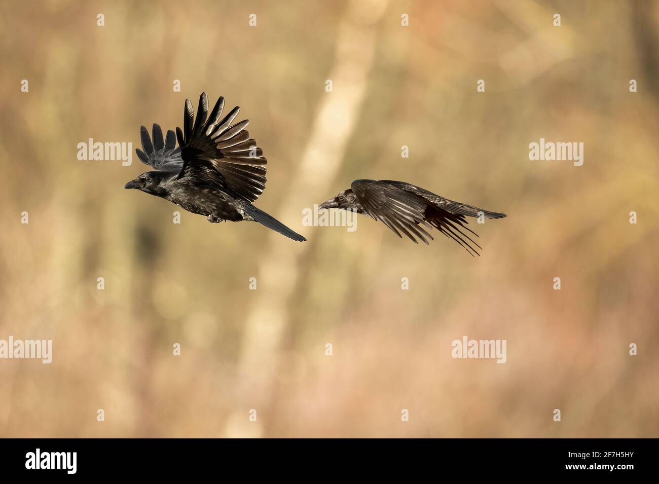 Crow flying hi-res stock photography and images - Alamy