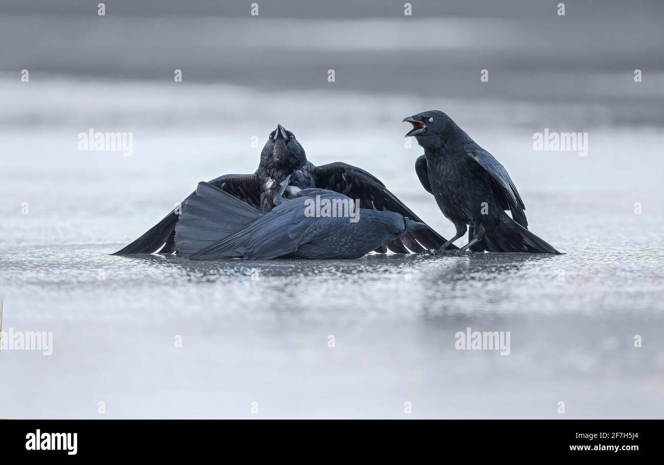 Crows, close up, on ice, fighting and squawking in Scotland in the wintertime Stock Photo