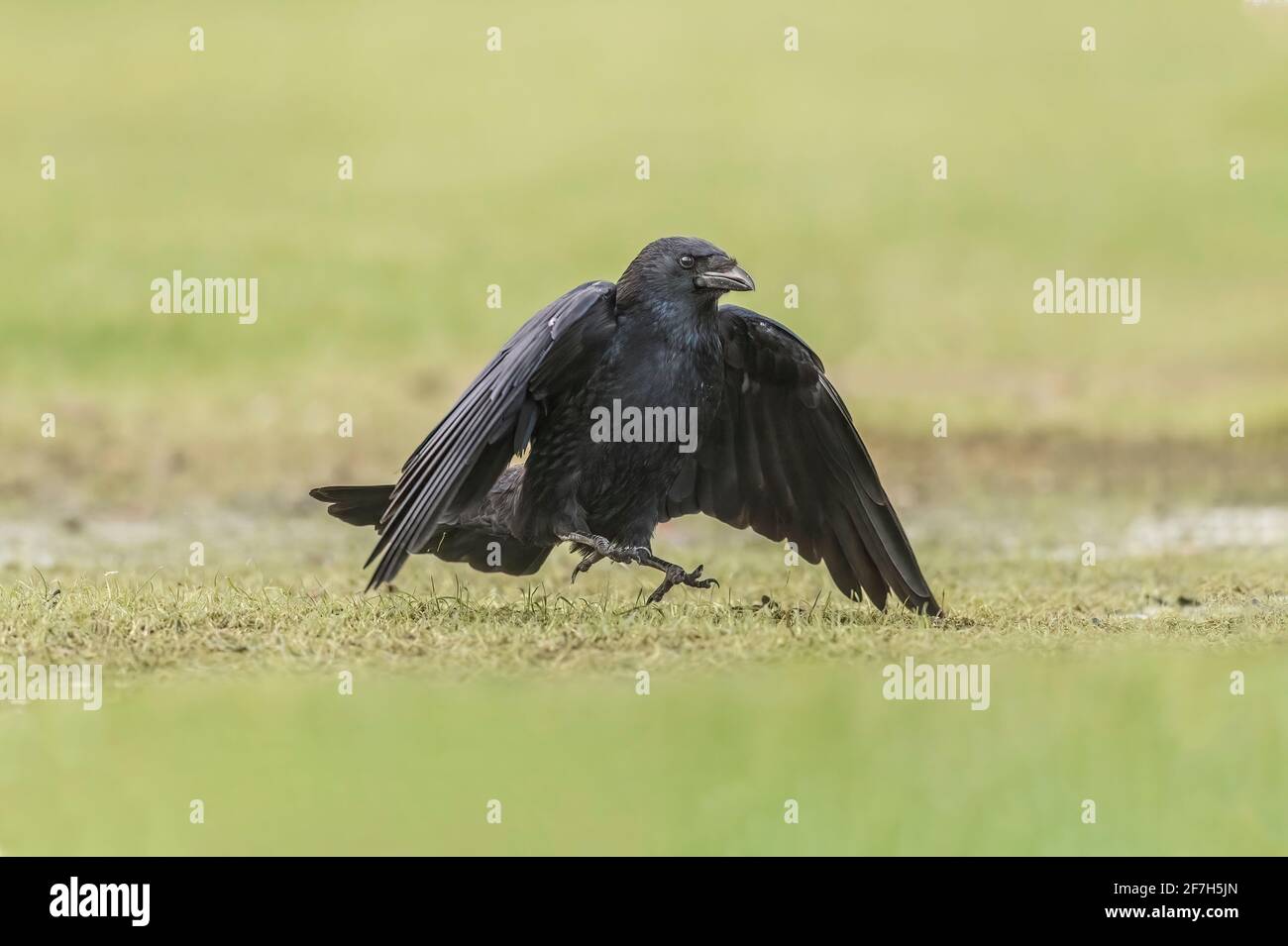 Crow, close up, hopping across frozen ground in Scotland in the winter time Stock Photo