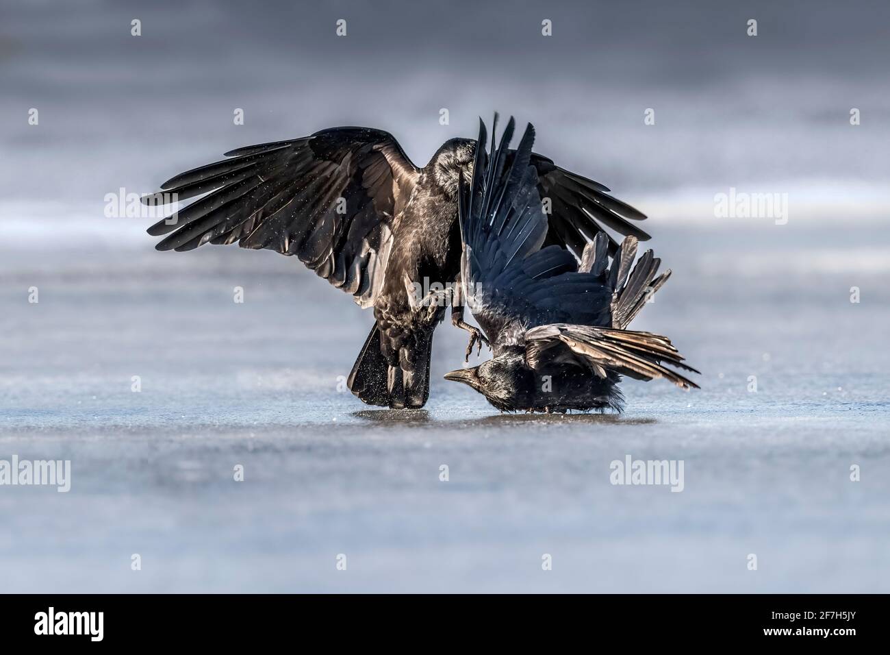 Crows fighting , close up, on ice in the winter in Scotland Stock Photo