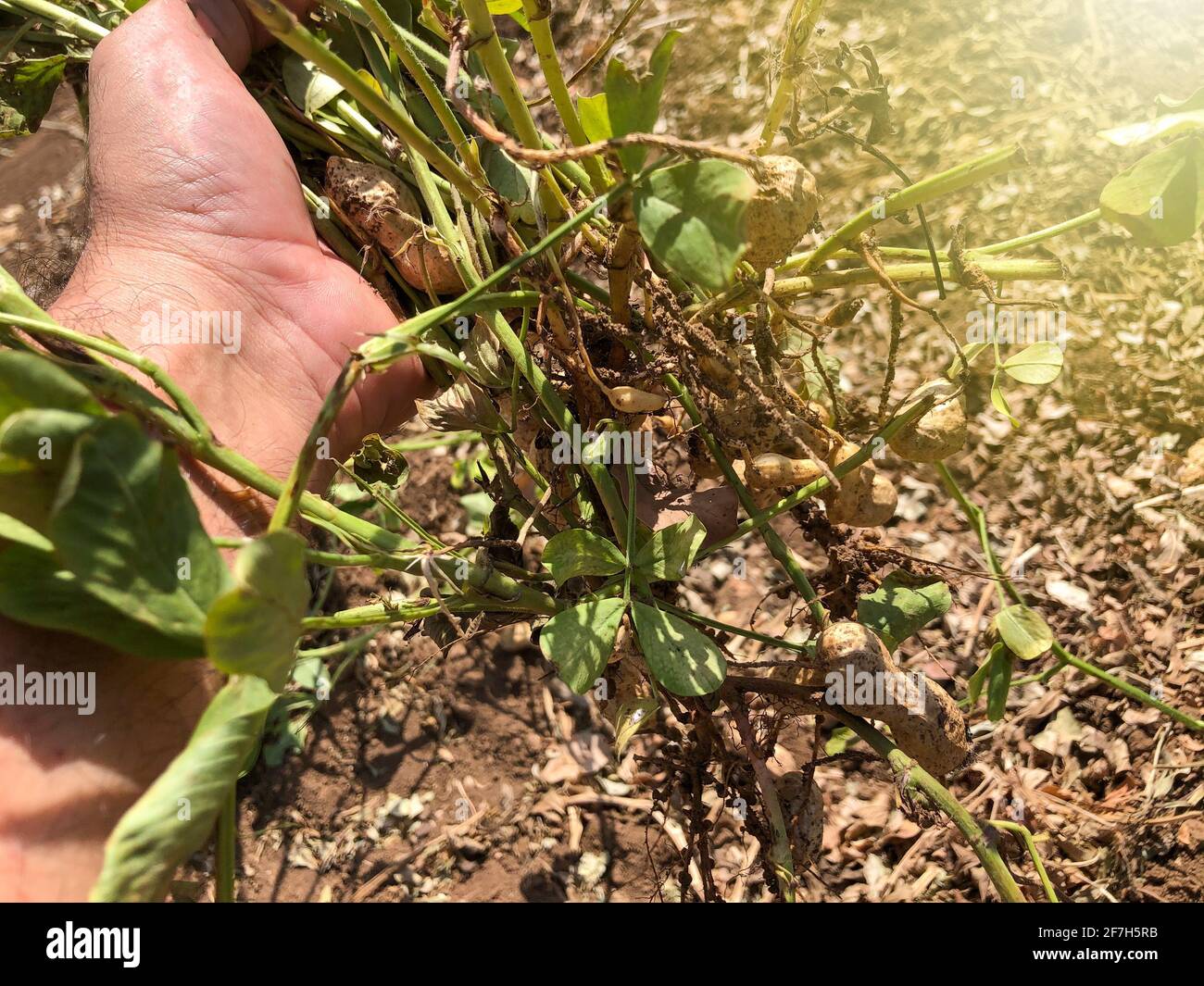 Farmer uproots peanut bush from the ground. Farmer harvesting peanut. Stock Photo
