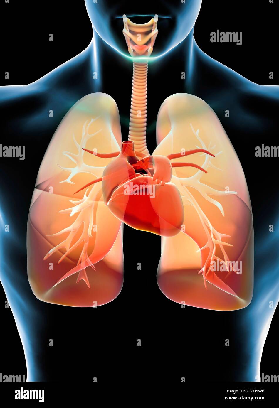 Human lungs heart and trachea hi-res stock photography and images - Alamy