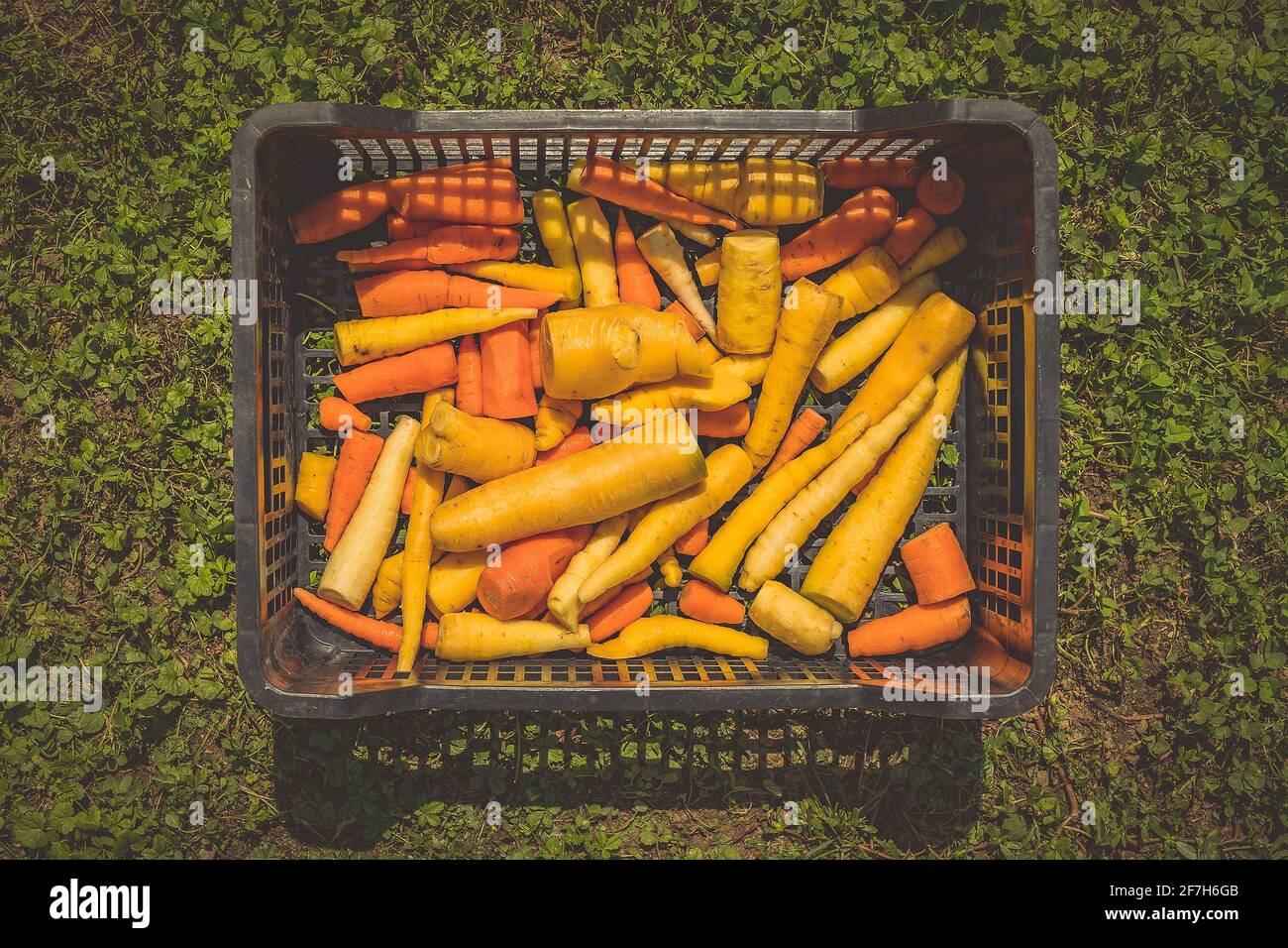 Different types and sizes of carrots in a black plastic box standing on the green grass Stock
