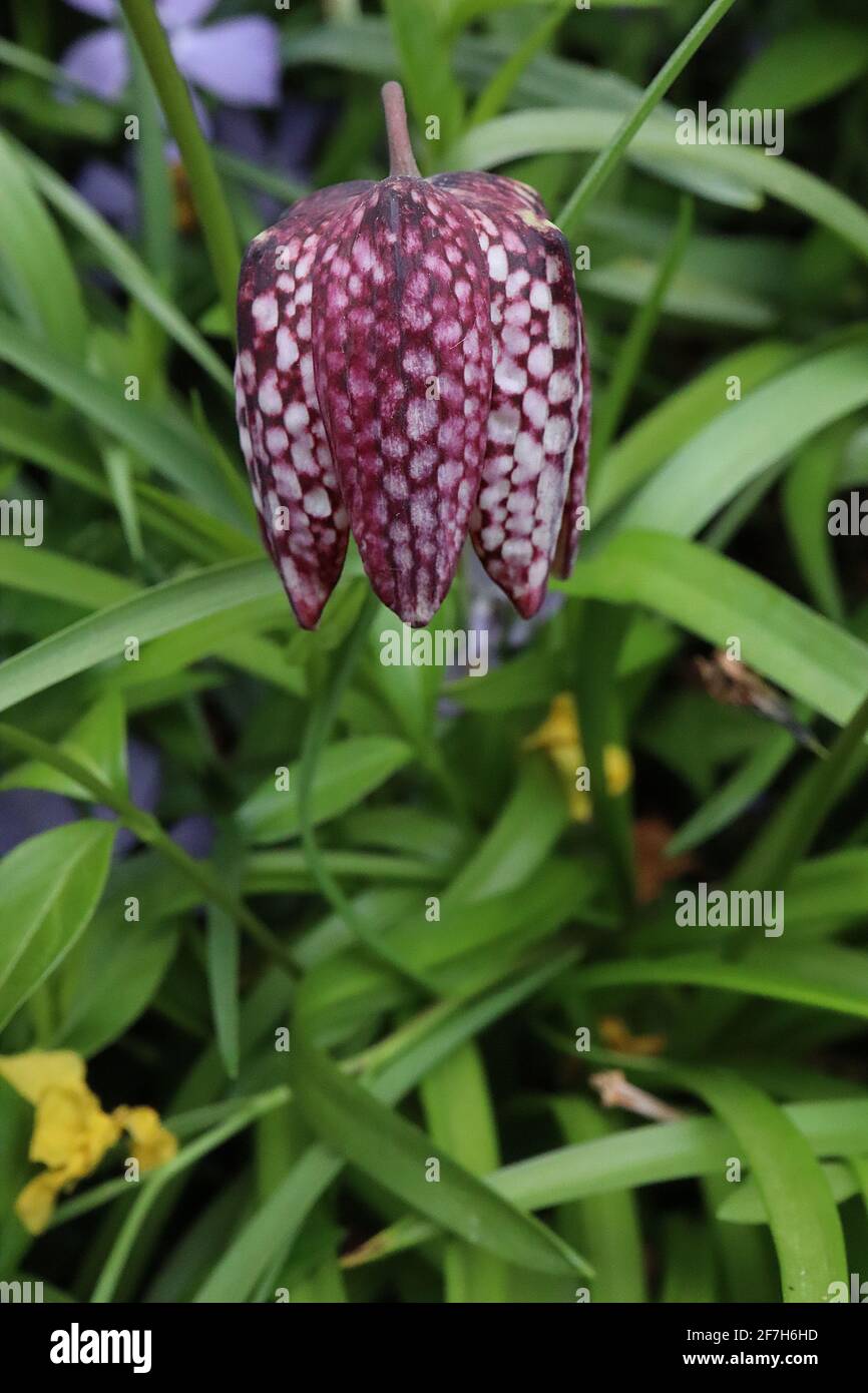 Fritillaria meleagris Snake’s head fritillary – chequered purple and white bell-shaped pendent flowers,  April, England, UK Stock Photo