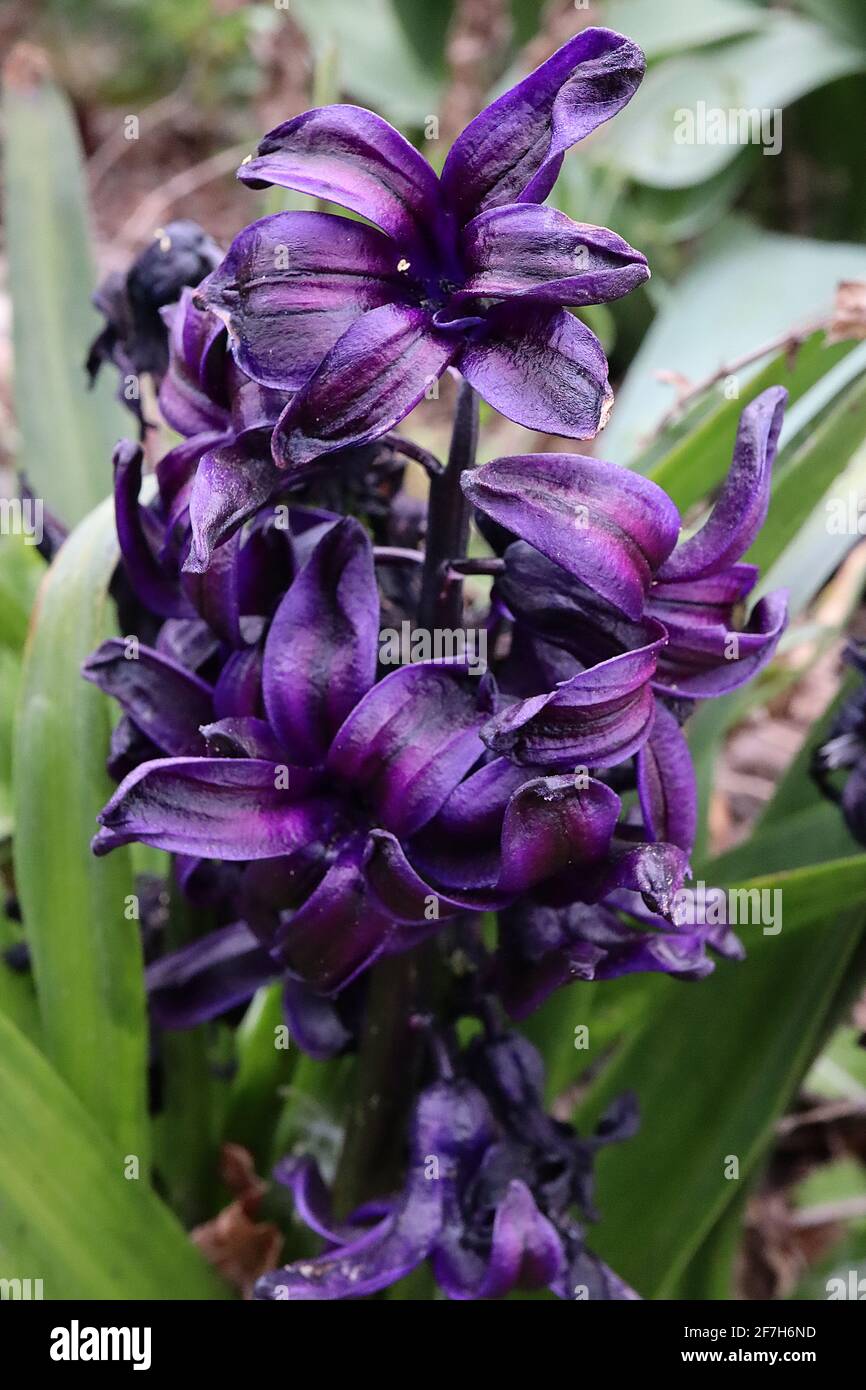 Hyacinthus ‘Dark Dimension’ Hyacinth Dark Dimension - black purple flower with deep purple edges, April, England, UK Stock Photo