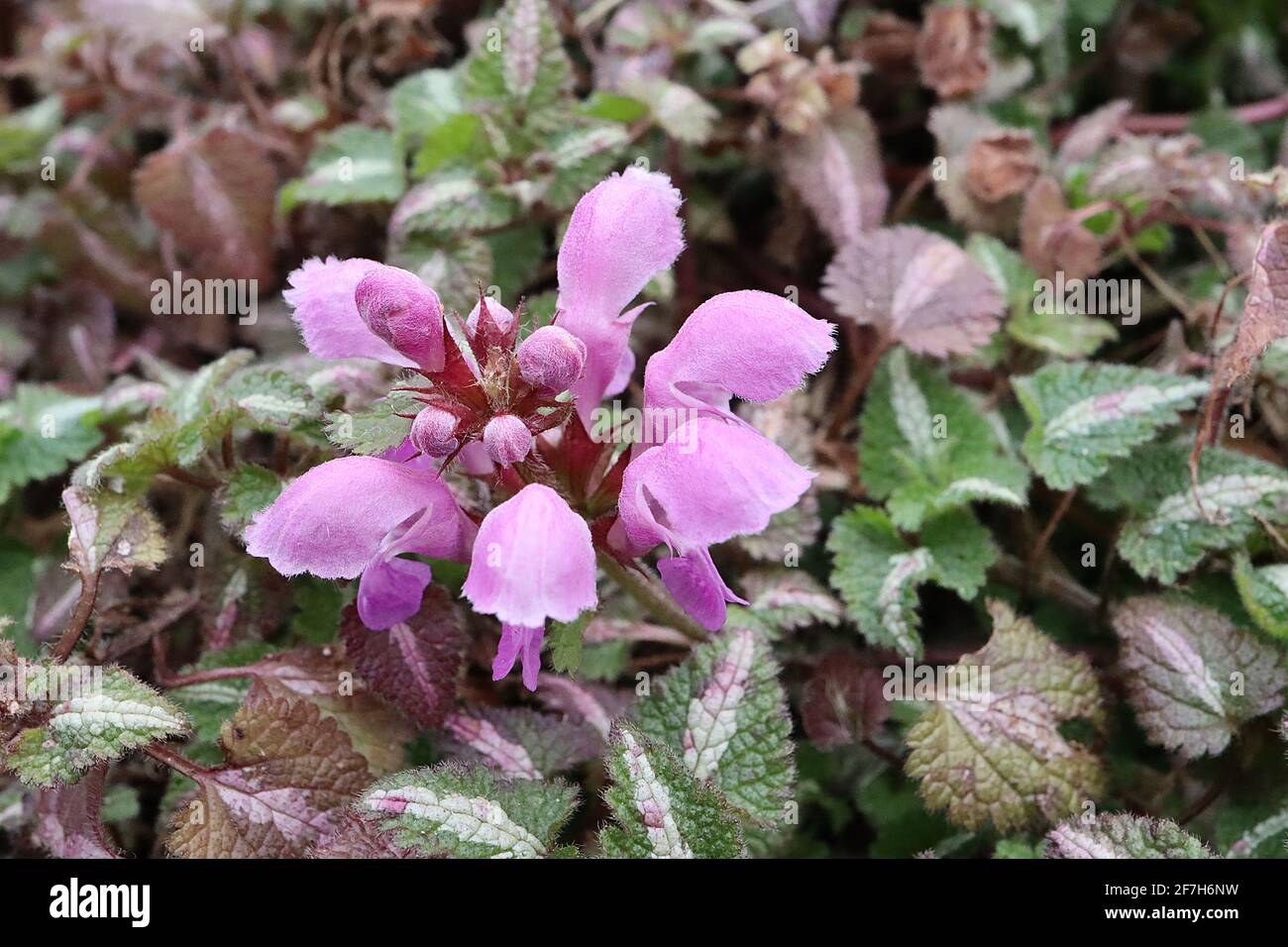 Lamium maculatum ‘Roseum’ spotted dead nettle Roseum – pink hooded flowers and hairy ovate leaves with wide white central stripe,  April, England, UK Stock Photo