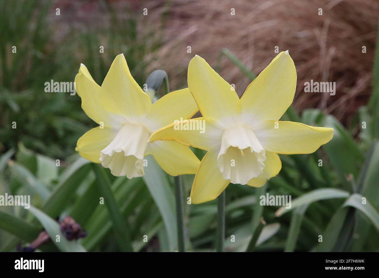 Narcissus / Daffodil ‘Pipit’  Division 7 jonquilla Daffodils reverse bicolor flowers, yellow petals and white trumpet,  April, England, UK Stock Photo