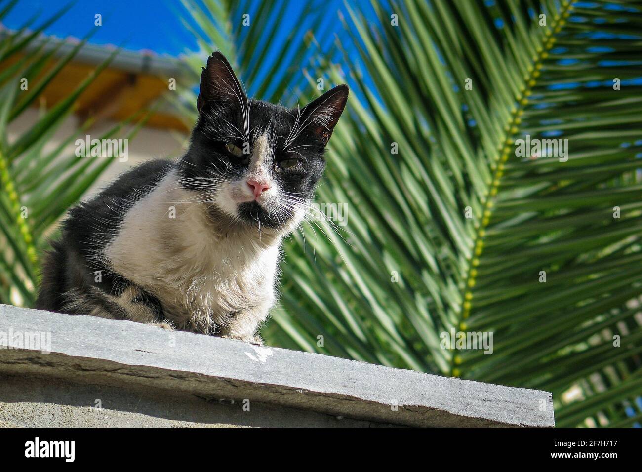 Angry cat looks in front. Stock Photo