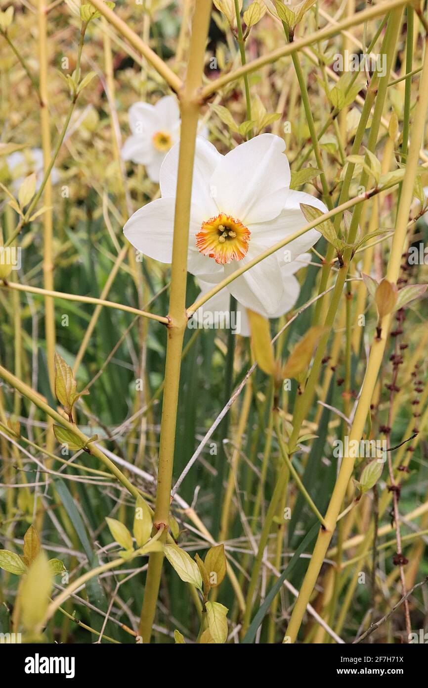 Narcissus / Daffodil Poeticus var. recurvus  Division 13 Botanical Name old pheasant’s eye daffodil – white petals and small yellow cup with red rim, Stock Photo