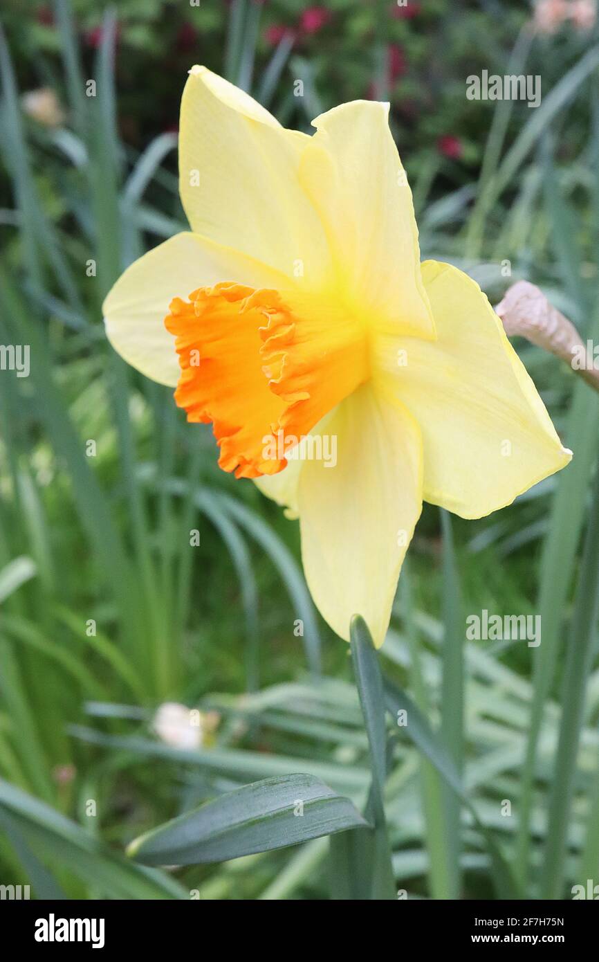 Trumpet daffodil orange progress hires stock photography and images