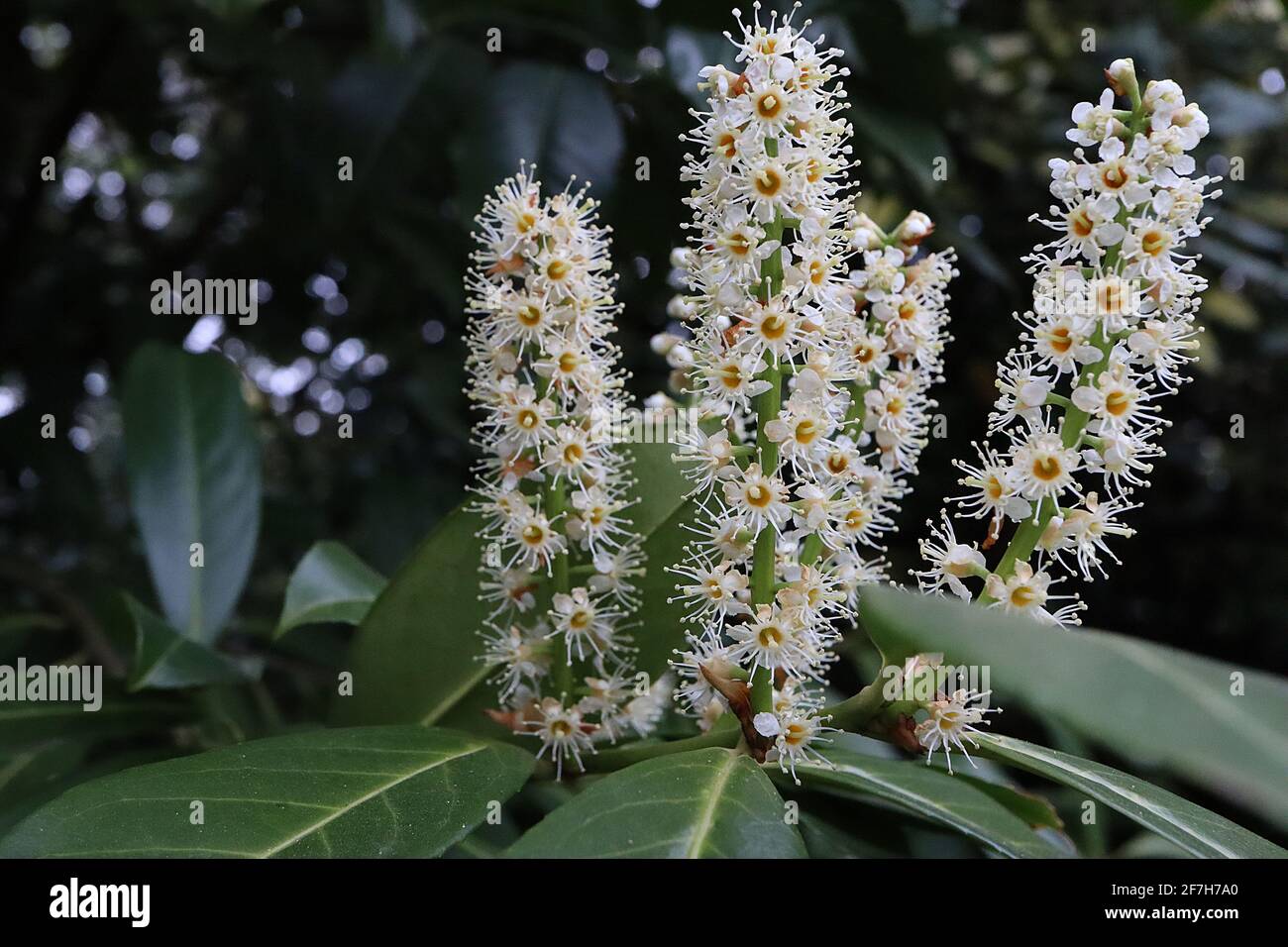 Prunus laurocerasus Cherry laurel upright flower spikes with tiny