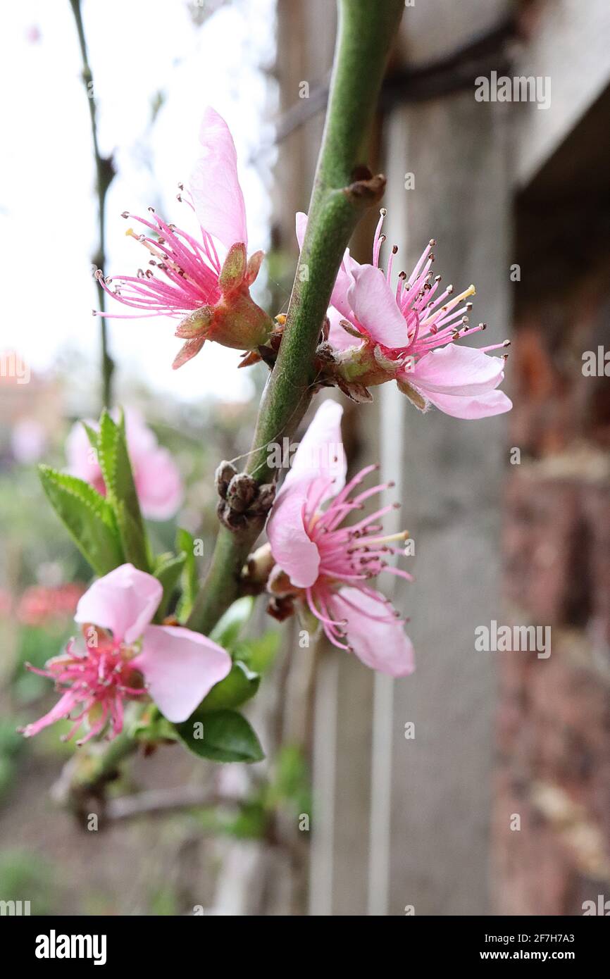 Lord napier nectarine hires stock photography and images Alamy