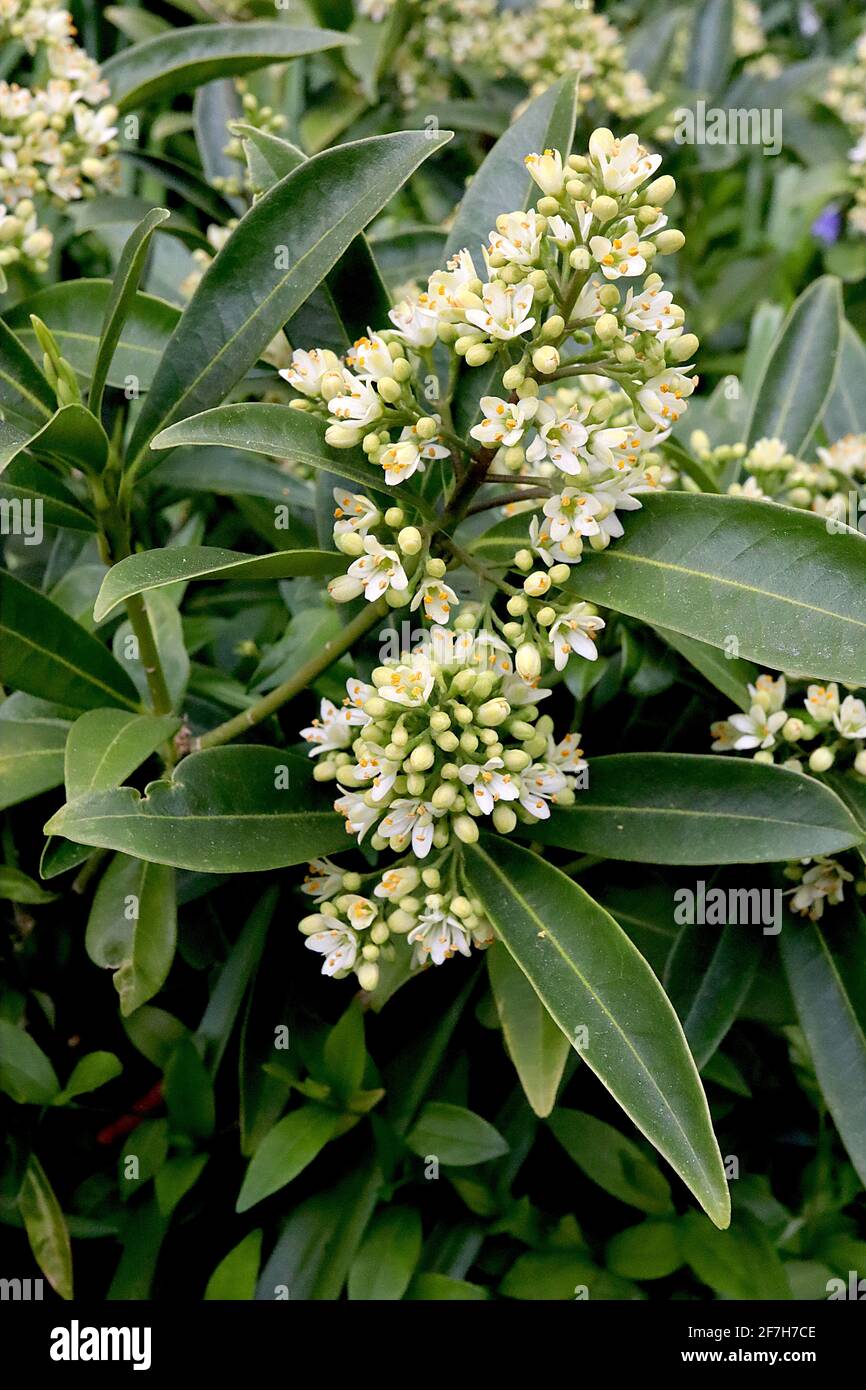 Skimmia x confusa ‘Kew Green’ Skimmia japonica Kew Green – pale yellow flower clusters in conical racemes and large leathery leaves,  April, England, Stock Photo
