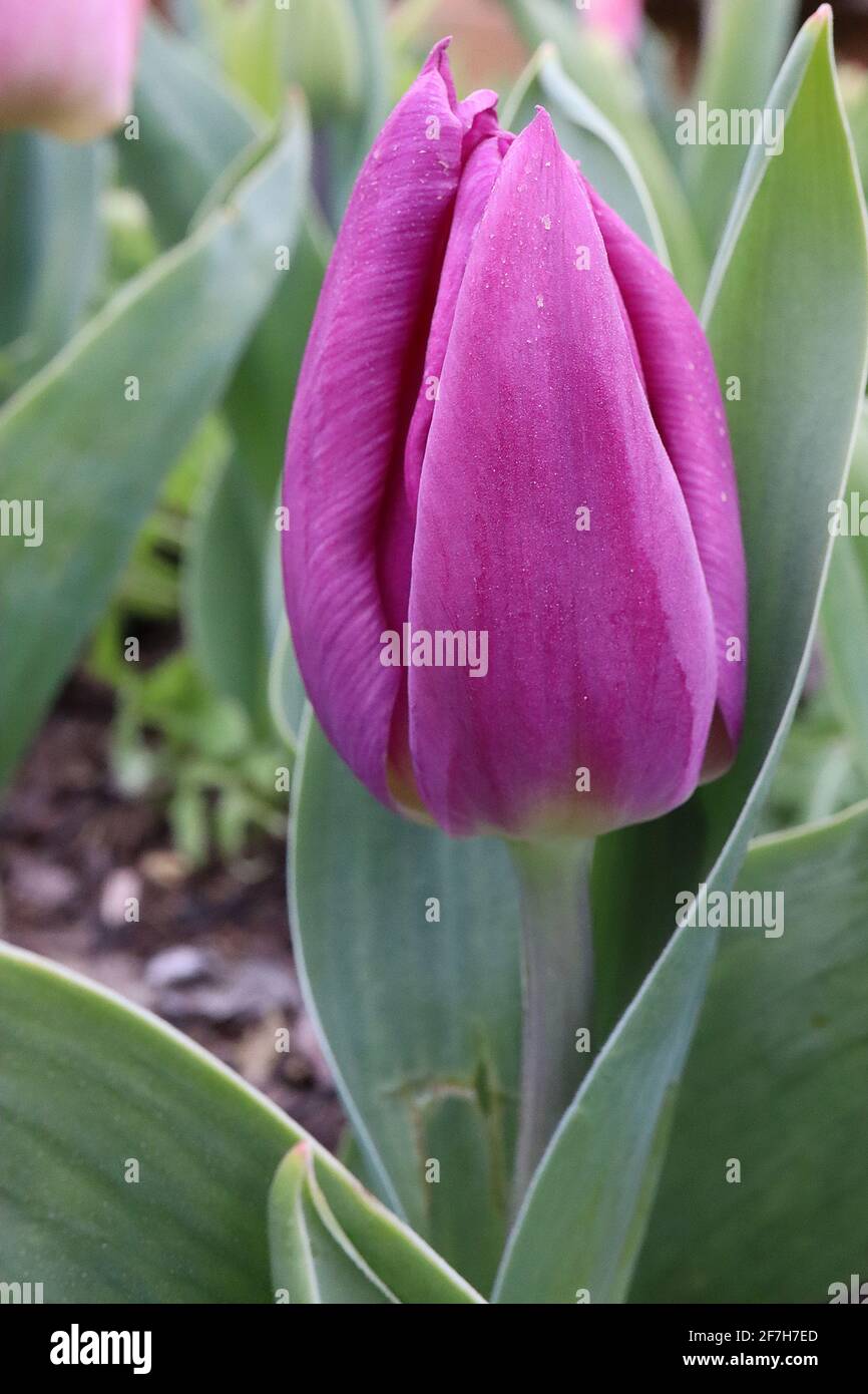 Tulipa ‘Purple Prince’  Single early 1 Purple Prince tulip – purple flowers, lilac edges, yellow base,  April, England, UK Stock Photo