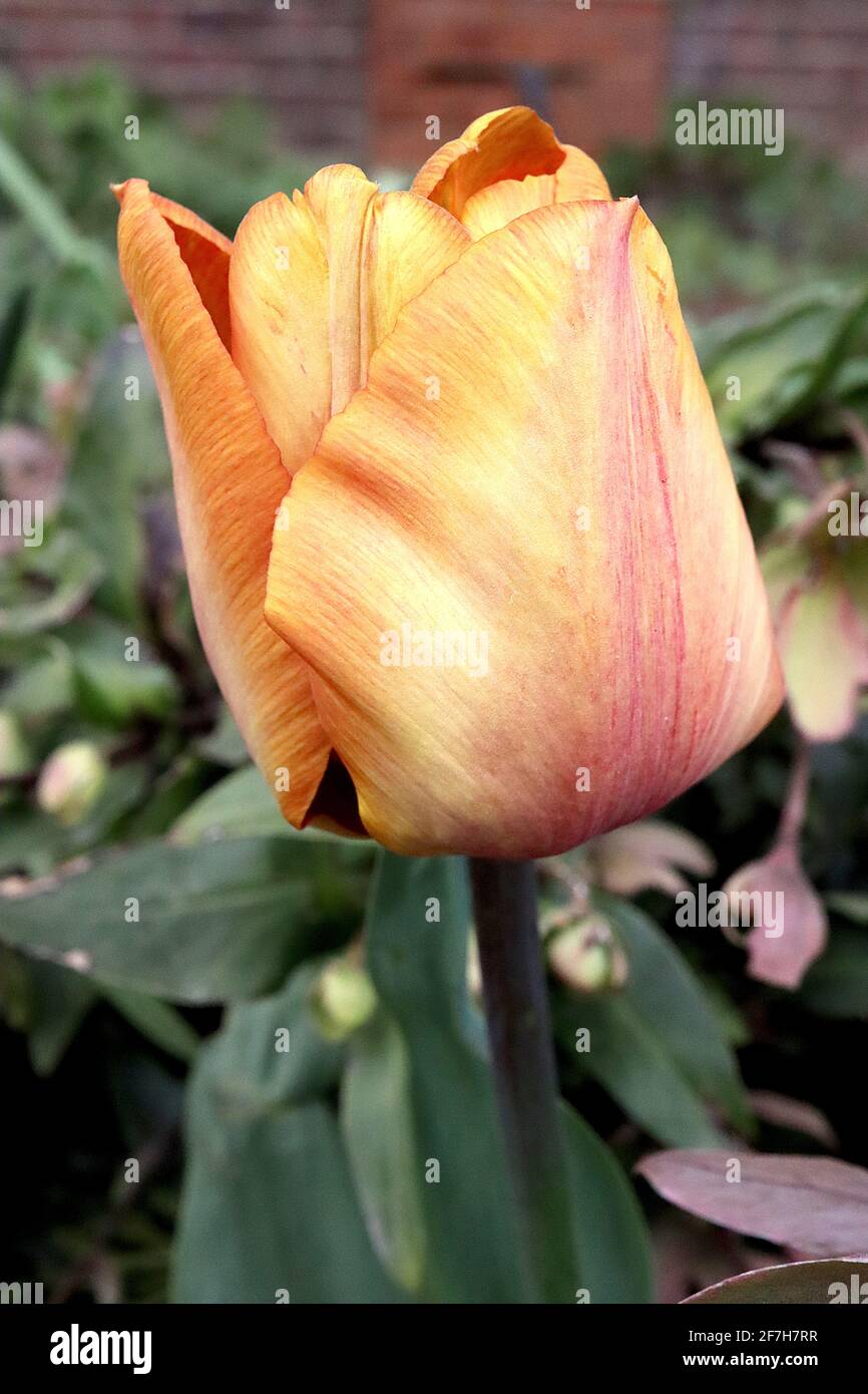 Tulipa ‘Brown Sugar’  Triumph tulip 3 Brown Sugar tulip - bronze orange flowers, caramel yellow central midrib, April, England, UK Stock Photo