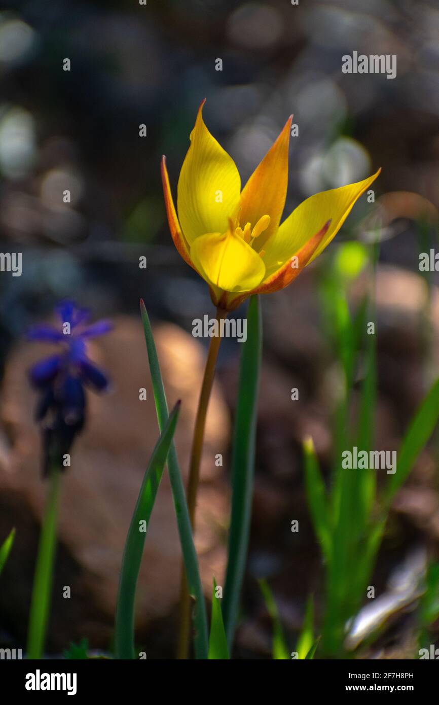 Species tulip sylvestris hi-res stock photography and images - Alamy