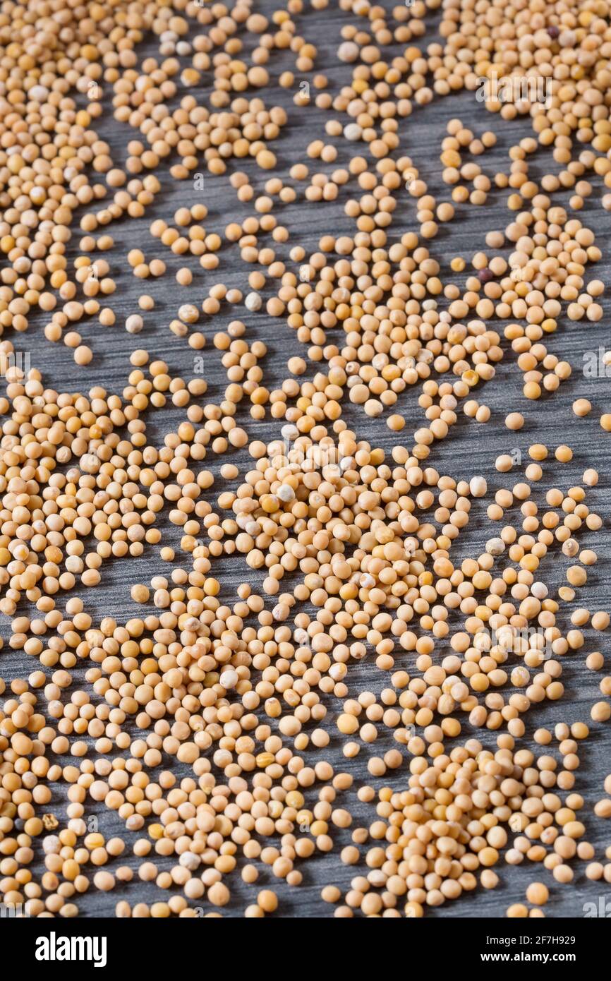 The yellow mustard or also called white mustard, are the whole seeds of