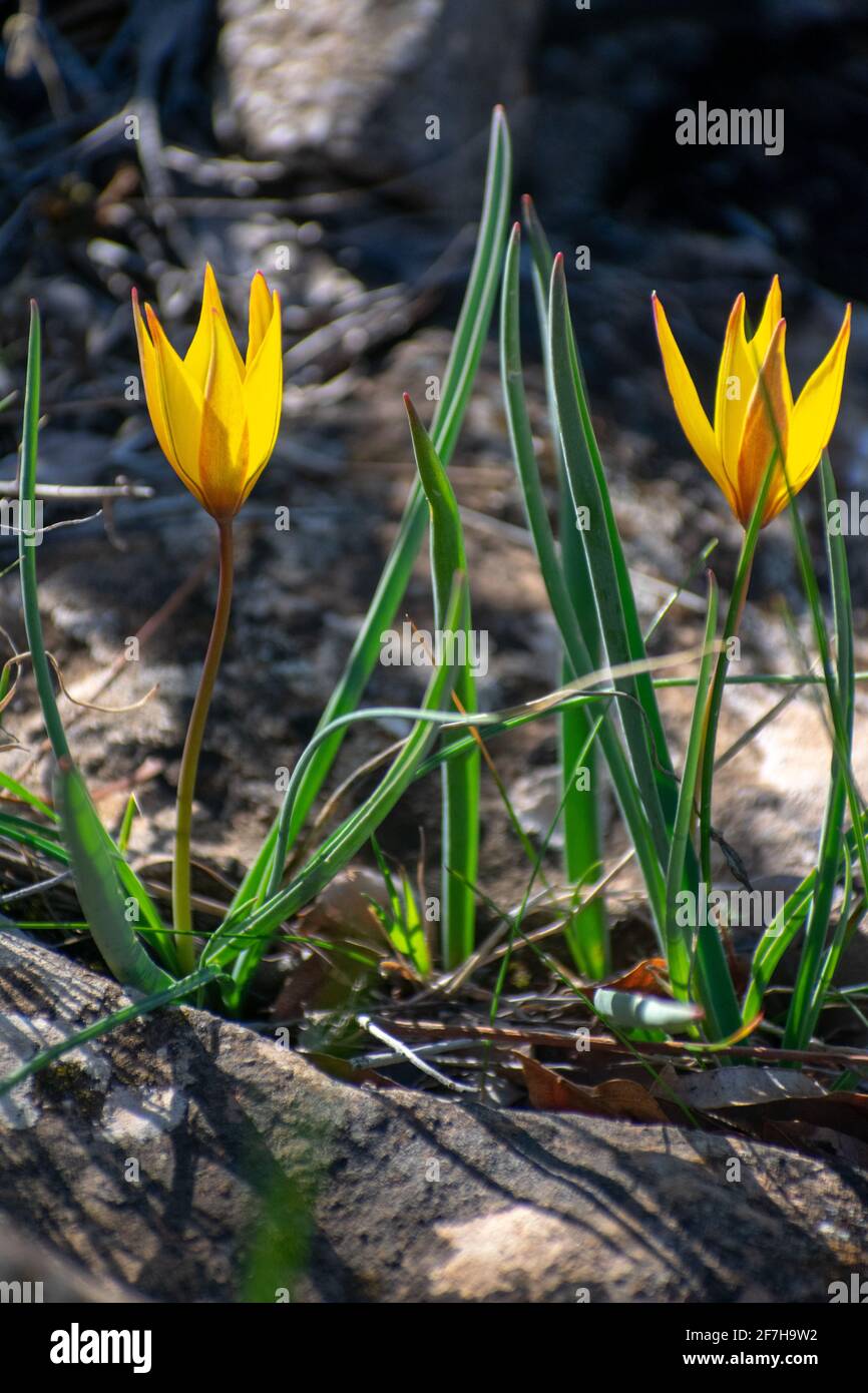 Species tulip sylvestris hi-res stock photography and images - Alamy