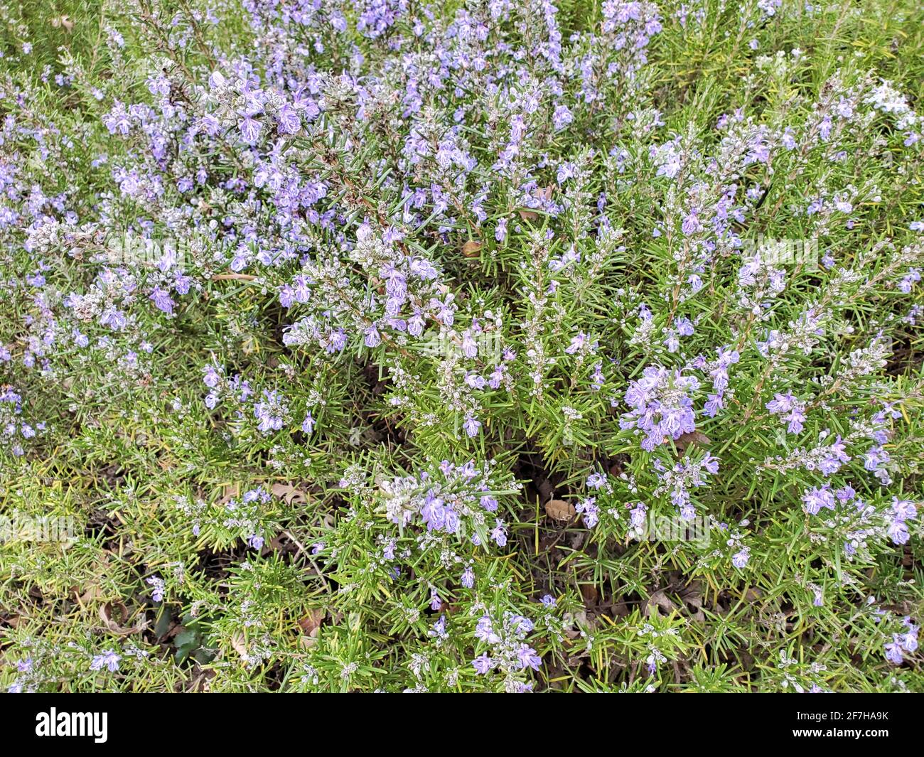 United States. 16th Feb, 2021. High-angle shot of a rosemary bush in Lafayette, California, February 16, 2021. (Photo by Smith Collection/Gado/Sipa USA) Credit: Sipa USA/Alamy Live News Stock Photo