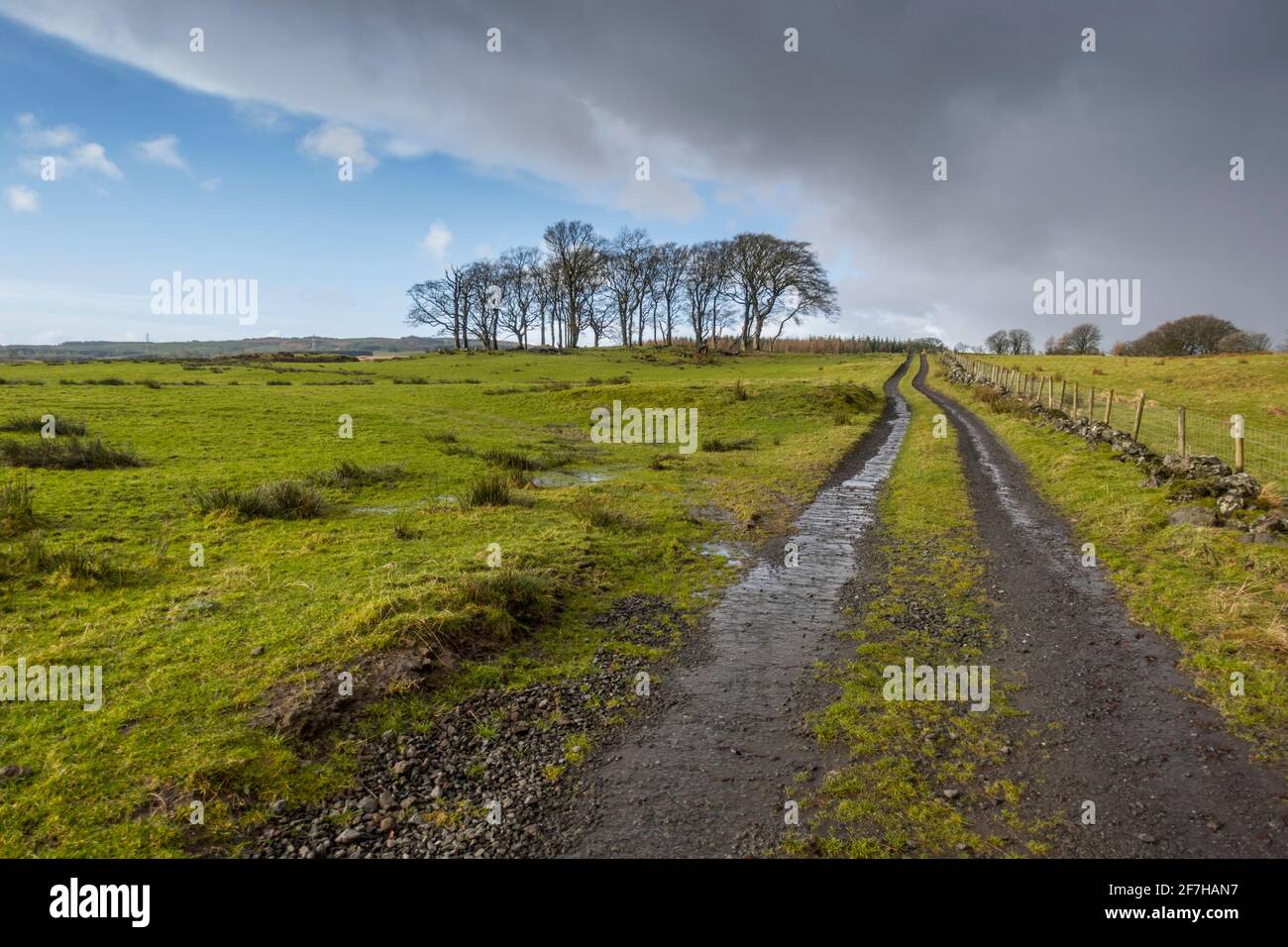 Small clump of trees on the skyline on the road from Kilmacolm to
