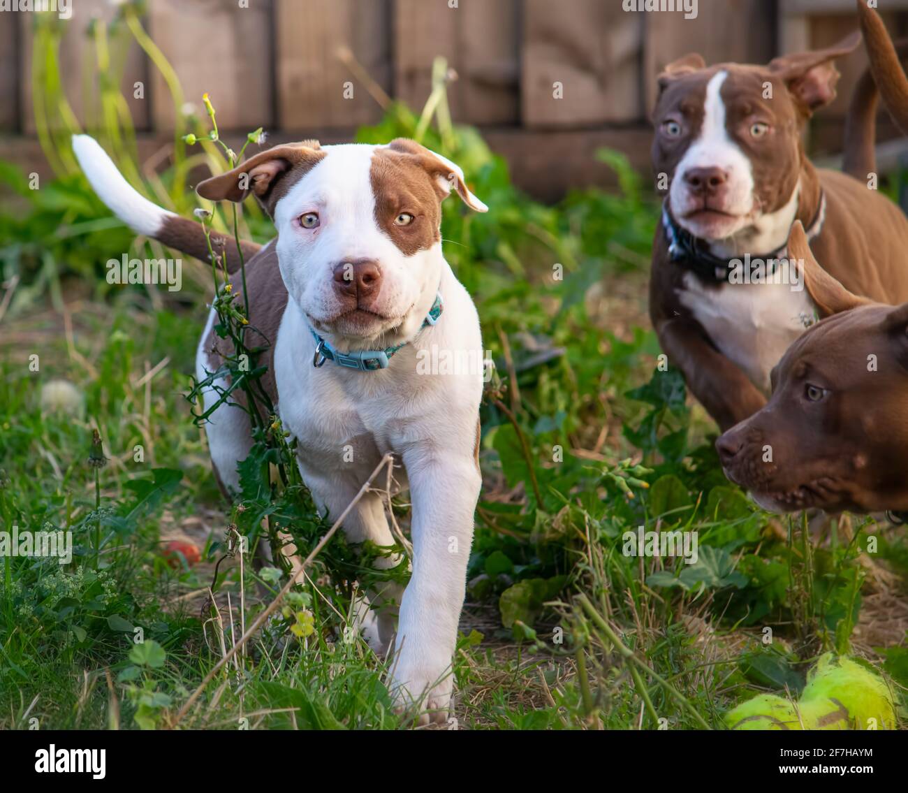Pit bull puppies hi-res stock photography and images - Alamy