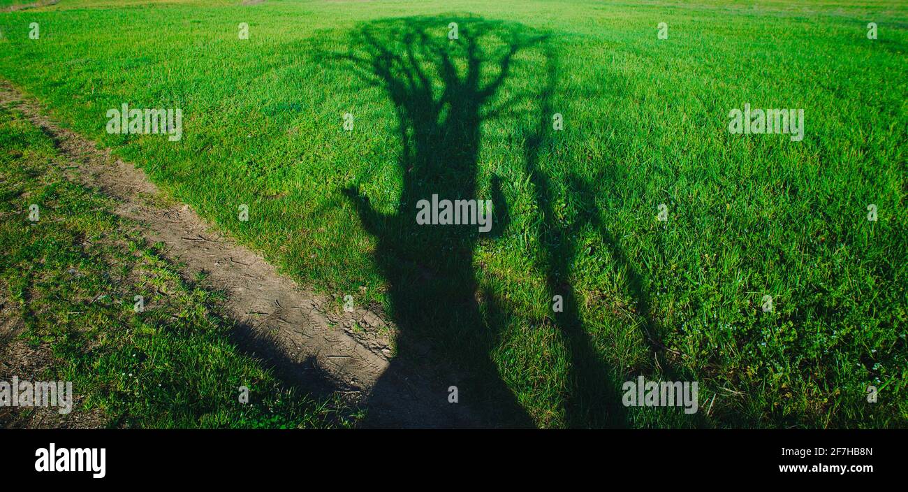 shadow of tree with human arms on green lawn Stock Photo