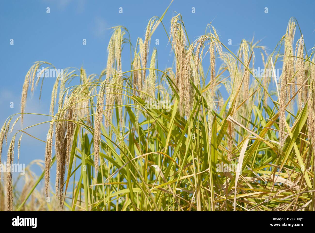 Rice plants in Bali Stock Photo - Alamy