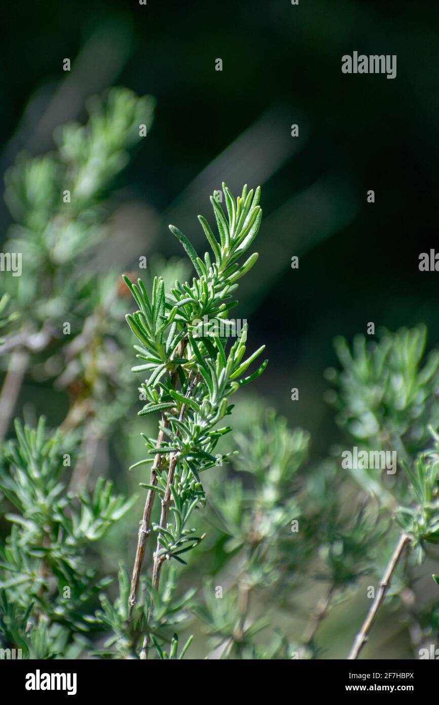 close up shot of Salvia jordanii Member of the Mint family Stock Photo