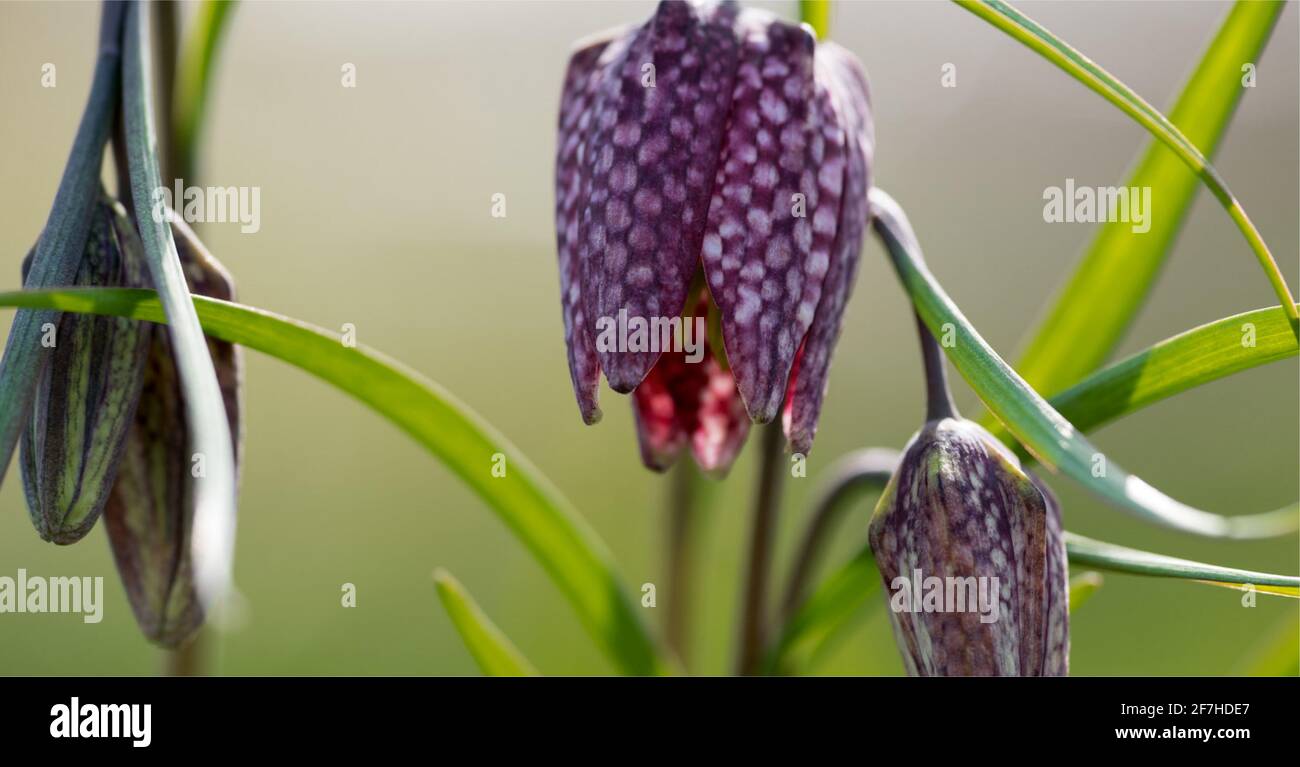 beautiful flower closeup landscape wallpaper Stock Photo