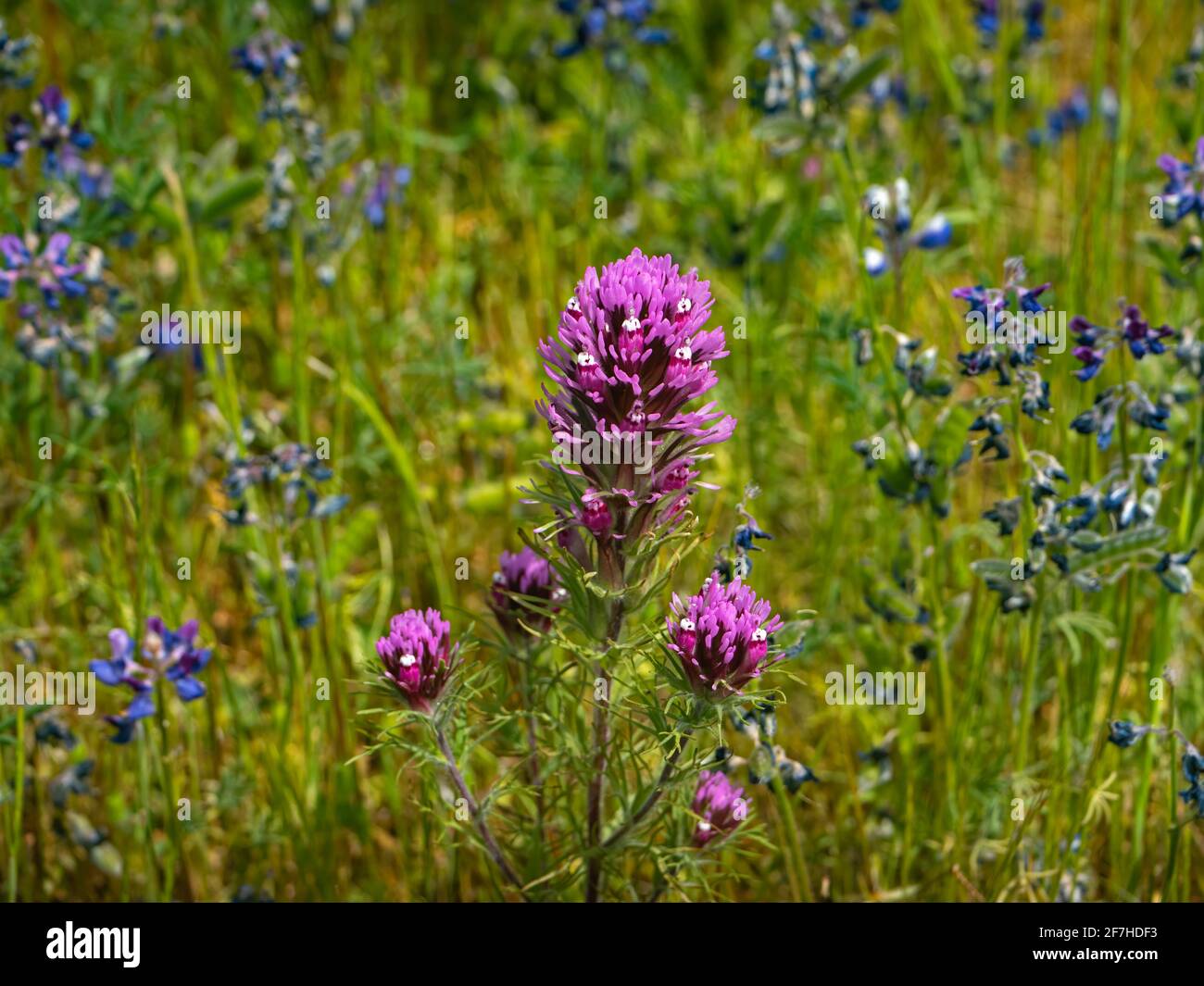 North Table Mountain Super Bloom, Oroville, Califonria Stock Photo