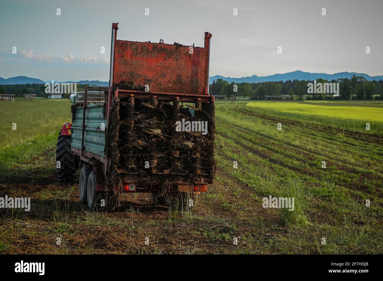 Tractor with manure spreader on a field in the summer sun, dispersing