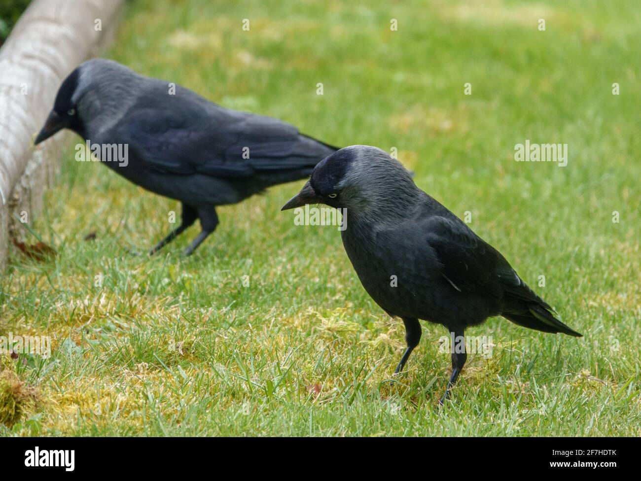 A Pair Of English Jackdaw Wings