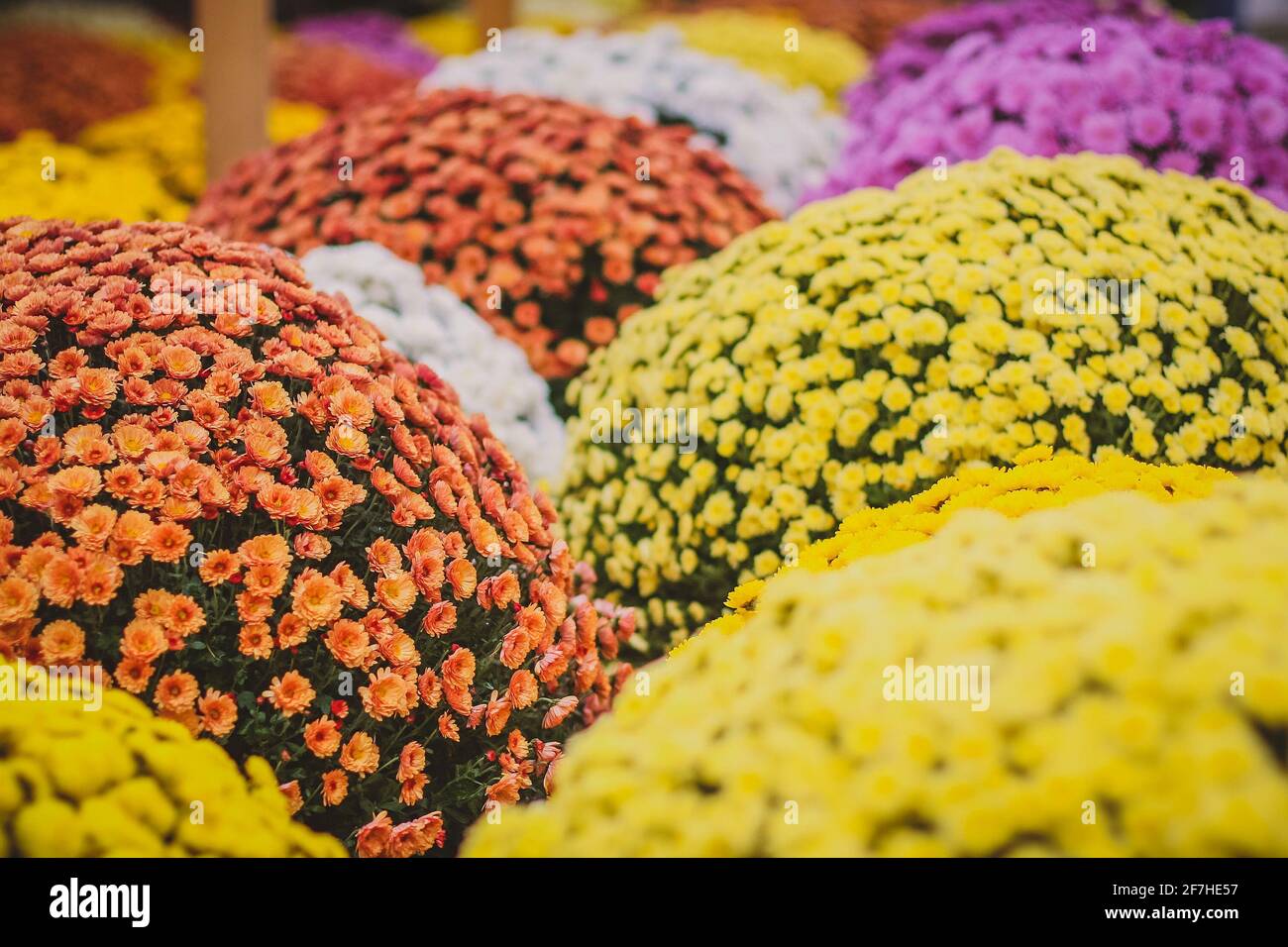 Colorful chrysanthemus flowers in round bouquets, ready to be placed on a grave of loved ones. Stock Photo