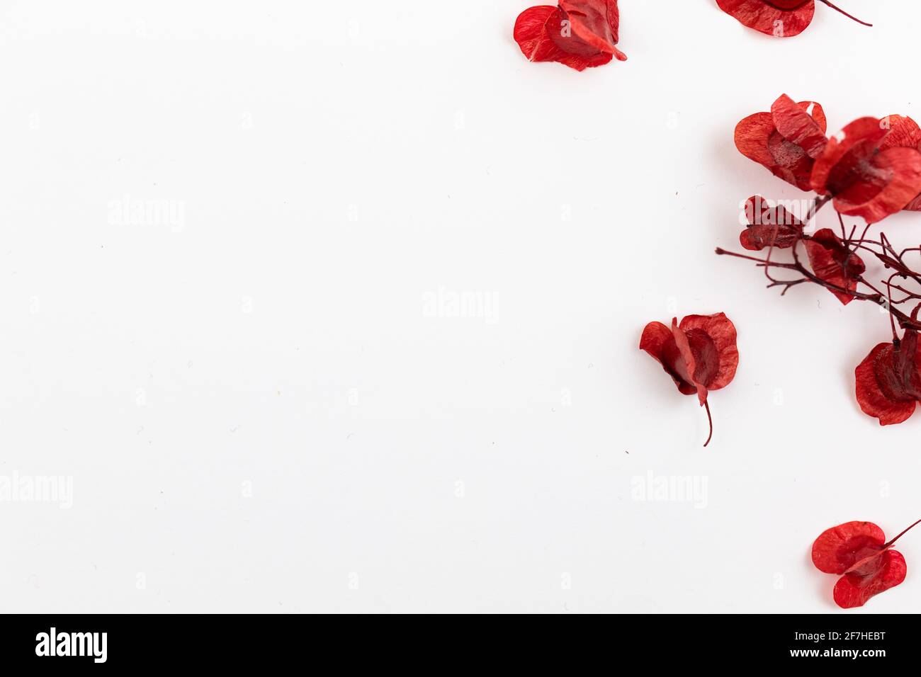 Biodegradable confetti from dried flowers, flat lay background photo Stock Photo